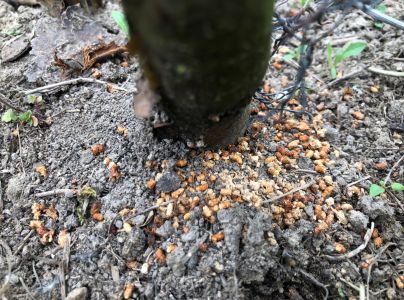 Drevotoč hru&scaron;kov&yacute;