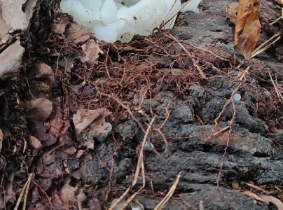 A - nie je v datab&aacute;ze