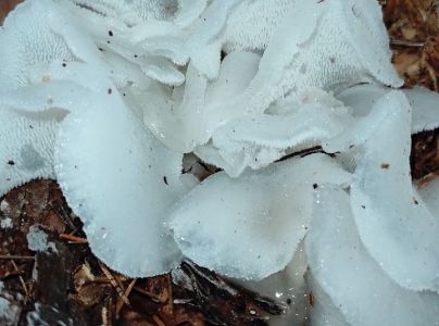 A - nie je v datab&aacute;ze