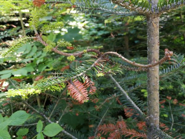 K&ocirc;rovnica kaukazsk&aacute;