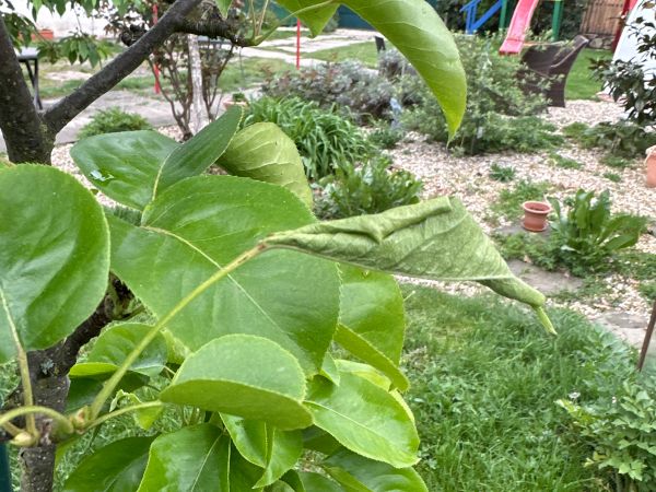 Nos&aacute;nik viničov&yacute;