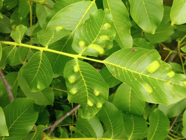 Roztoč Aceria erinea