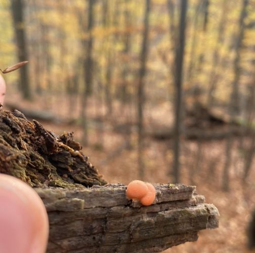 Kristína Kocúrková