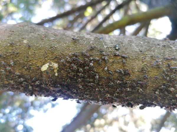 Medovnica Cinara curvipes