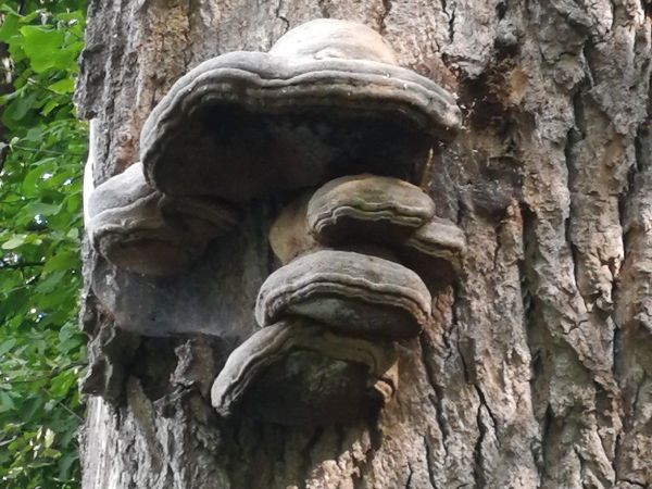 Pr&aacute;chnovec kopytovit&yacute;