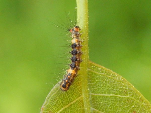 &Scaron;tetinavec trnkov&yacute; 