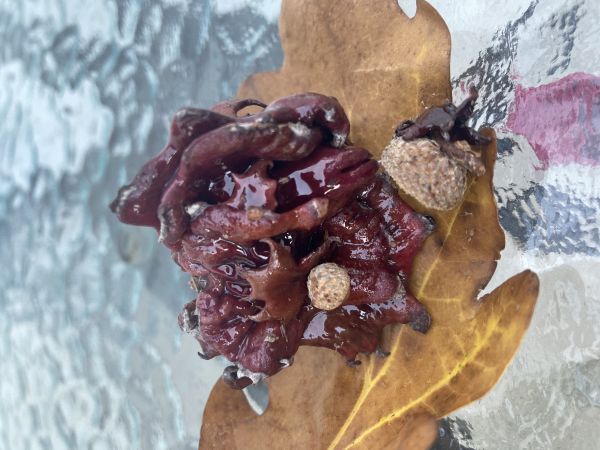 Hrčiarka Andricus dentimitratus