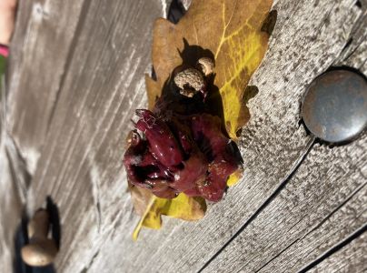 Hrčiarka Andricus dentimitratus