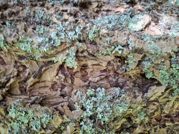 A - nejednoznačne určen&yacute;, nie sme si ist&iacute;