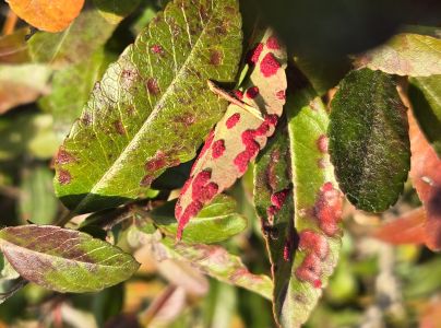 Roztoč Aceria pyracanthi