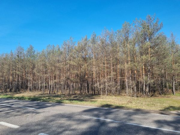 Hreben&aacute;rka borovicov&aacute; 