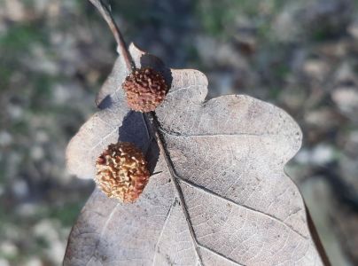 Hrčiarka Trigonaspis synaspis