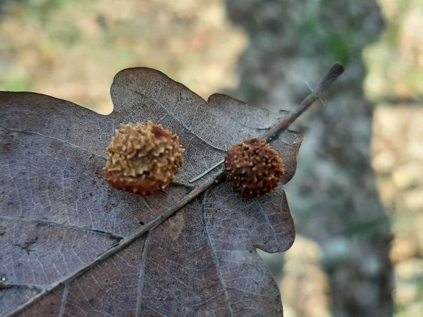 Hrčiarka Trigonaspis synaspis