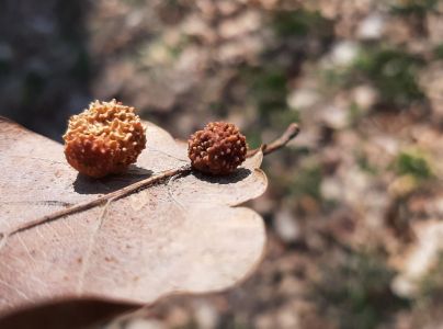 Hrčiarka Trigonaspis synaspis
