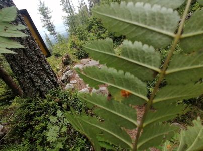 Hrdzavka jarabinov&aacute;