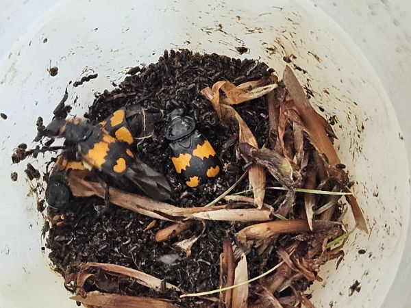 A - nejednoznačne určen&yacute;, nie sme si ist&iacute;