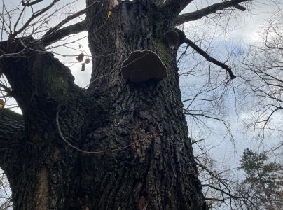 Pr&aacute;chnovec kopytovit&yacute;