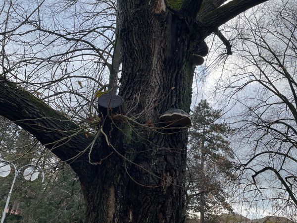 Pr&aacute;chnovec kopytovit&yacute;