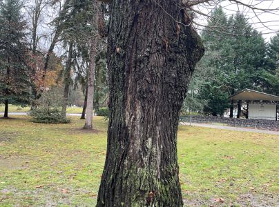 Pr&aacute;chnovec kopytovit&yacute;