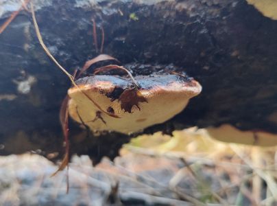 Pr&aacute;chnovček p&aacute;sikav&yacute; 