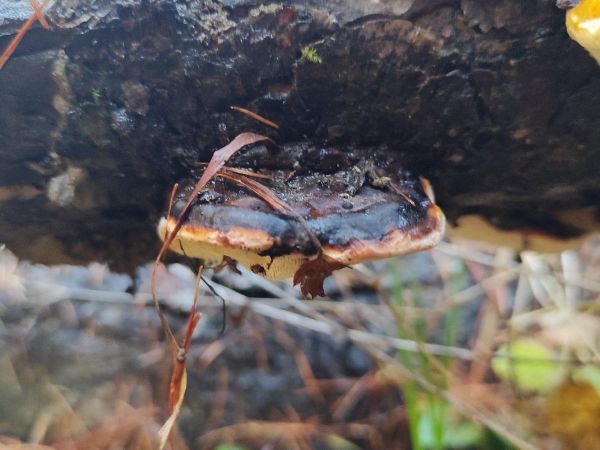 Pr&aacute;chnovček p&aacute;sikav&yacute; 