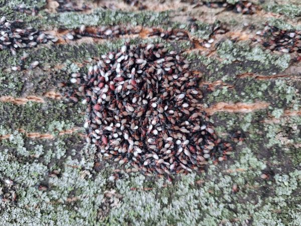 Plo&scaron;tička lipov&aacute;