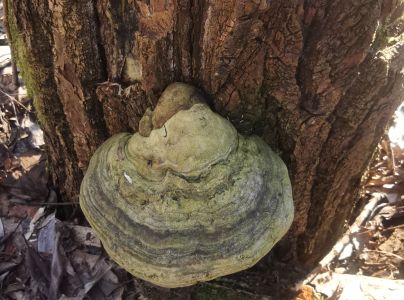 Pr&aacute;chnovec kopytovit&yacute;