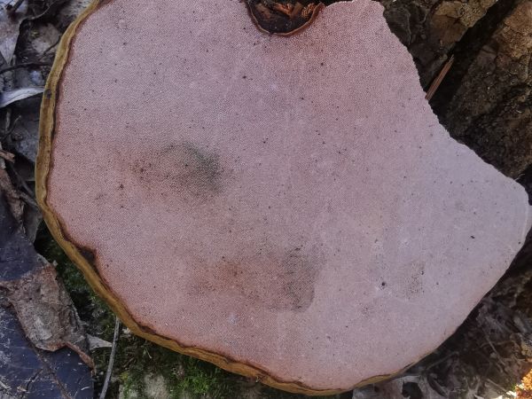 Pr&aacute;chnovec kopytovit&yacute;