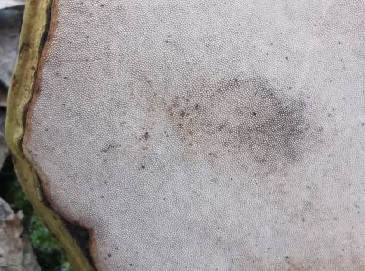 Pr&aacute;chnovec kopytovit&yacute;