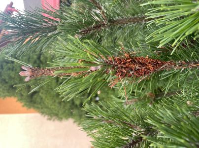 Ploskanka sadenicov&aacute;