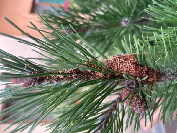 Ploskanka sadenicov&aacute;