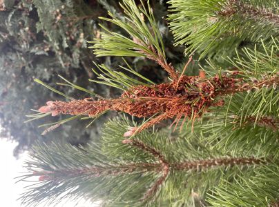 Ploskanka sadenicov&aacute;