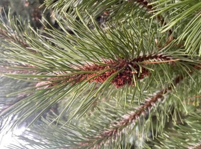 Ploskanka sadenicov&aacute;