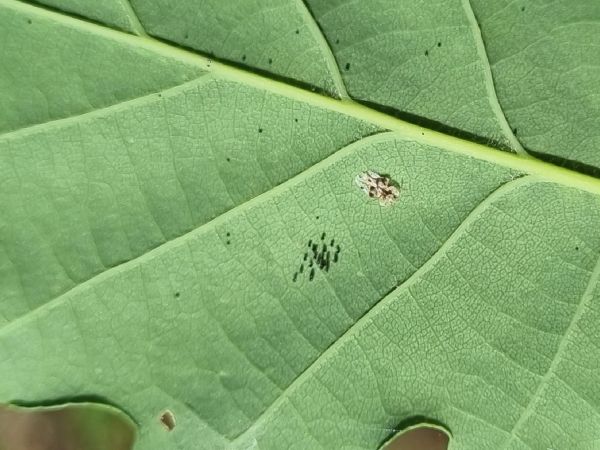 Sietnička dubov&aacute;