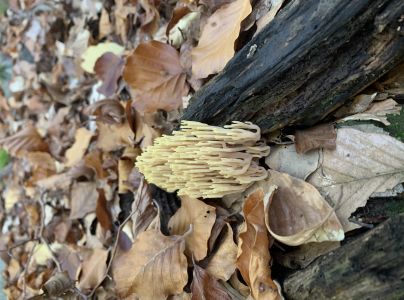 A - Ambiguously determined, we are not sure