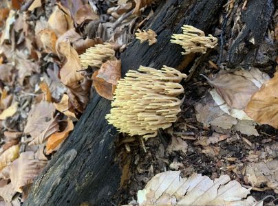 A - Ambiguously determined, we are not sure