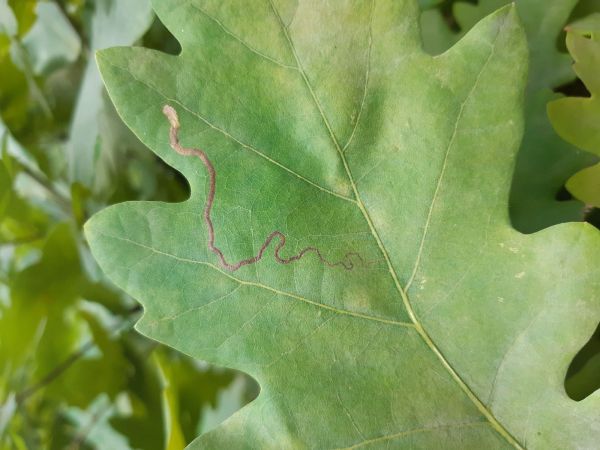 A - nejednoznačne určen&yacute;, nie sme si ist&iacute;