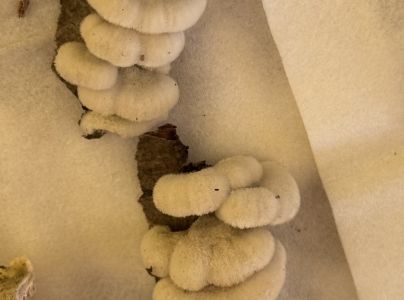 Klanolupeňovka obyčajn&aacute;