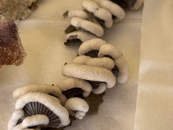 Klanolupeňovka obyčajn&aacute;