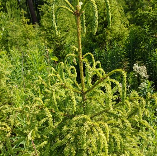 Chilahsaeva Ekaterina