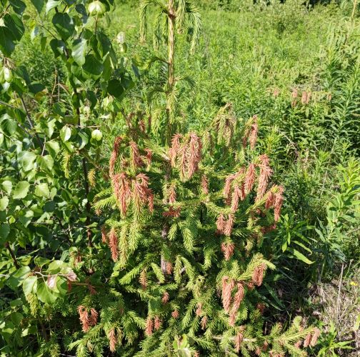 Chilahsaeva Ekaterina