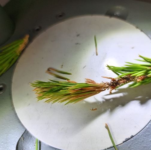 Chilahsaeva Ekaterina