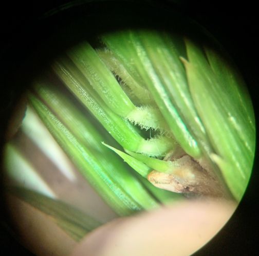 Chilahsaeva Ekaterina