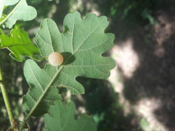 Hrčiarka listov&aacute;