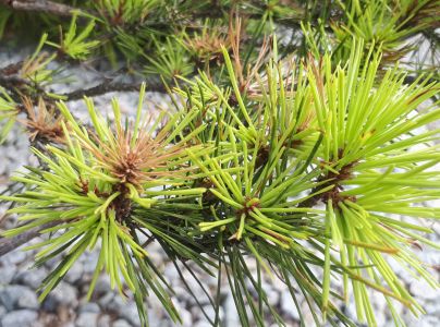 Pyknidovka beľov&aacute;