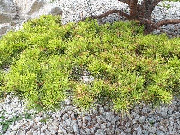 Pyknidovka beľov&aacute;