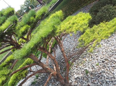 Pyknidovka beľov&aacute;