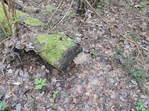 Lesklok&ocirc;rovka ploch&aacute;