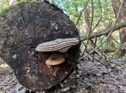 Lesklok&ocirc;rovka ploch&aacute;