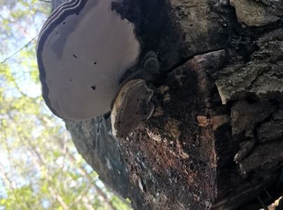 Lesklok&ocirc;rovka ploch&aacute;